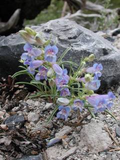 Wildflowers on Glass Mountain