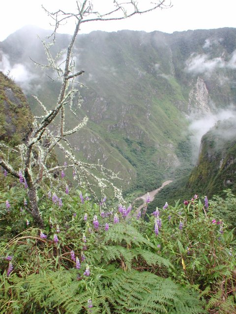 Mossy Tree, Lupines and the Urubamba River