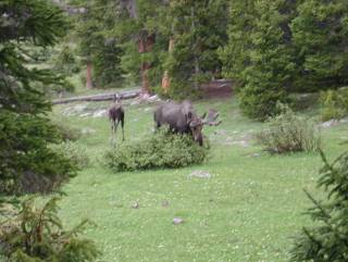 Campsite Visitors at Dollar Lake