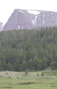 Moose in the Henrys Fork Valley