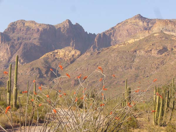 SaguaroAndOcatillo.jpg