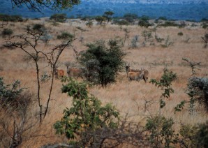 eland