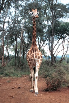 giraffe