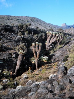 giant groundsels