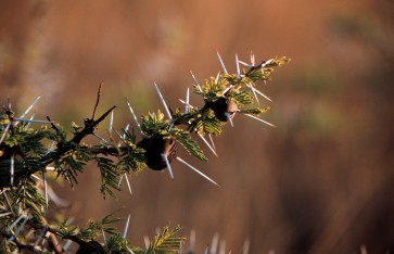 thorn tree detail