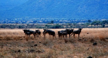 wildebeest