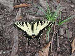 Tiger Swallowtail