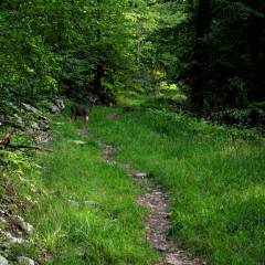 Whitetail Deer