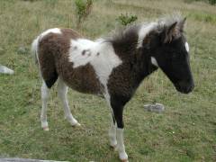 Wild Pony near Massie Gap