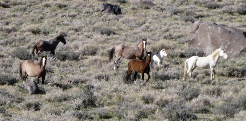 WildHorses.jpg