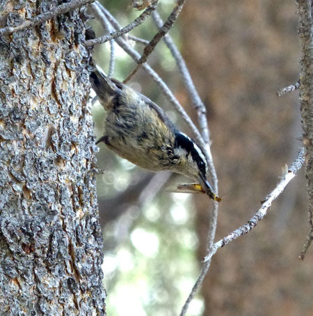 NuthatchWBug