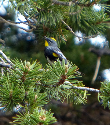 YellowRumpedWarbler