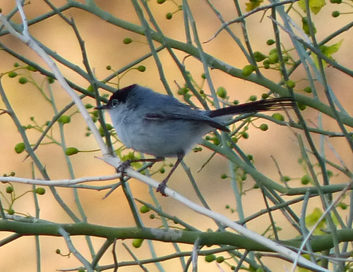 Black-tailed_Gnatcatcher