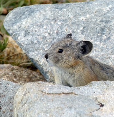 Pika