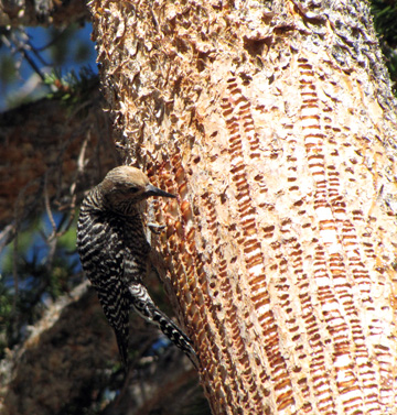 Sapsucker