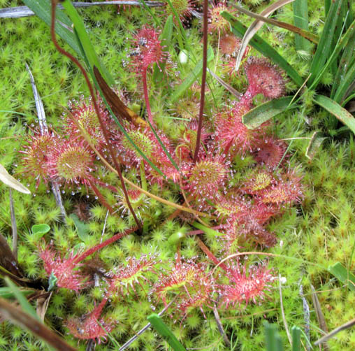 RoundleafSundew