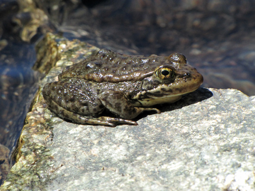 YellowLFrogS