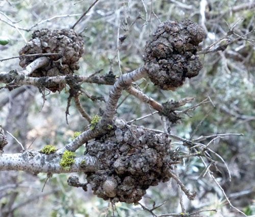 GoutyOakGalls