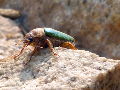 GreenPineChafer