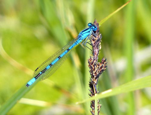 Damselfly