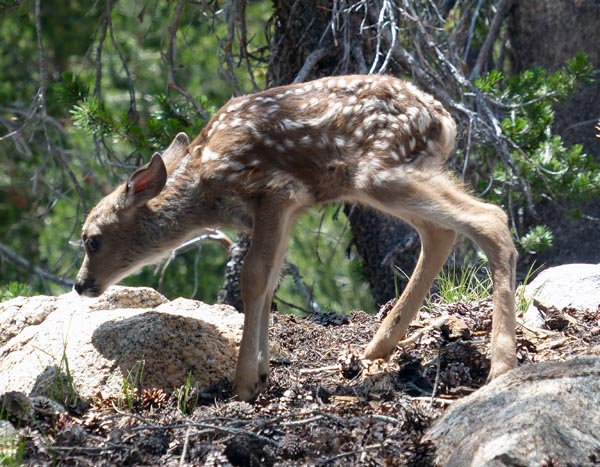 Fawn