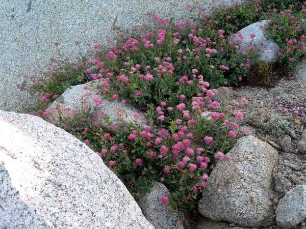 Spiraea